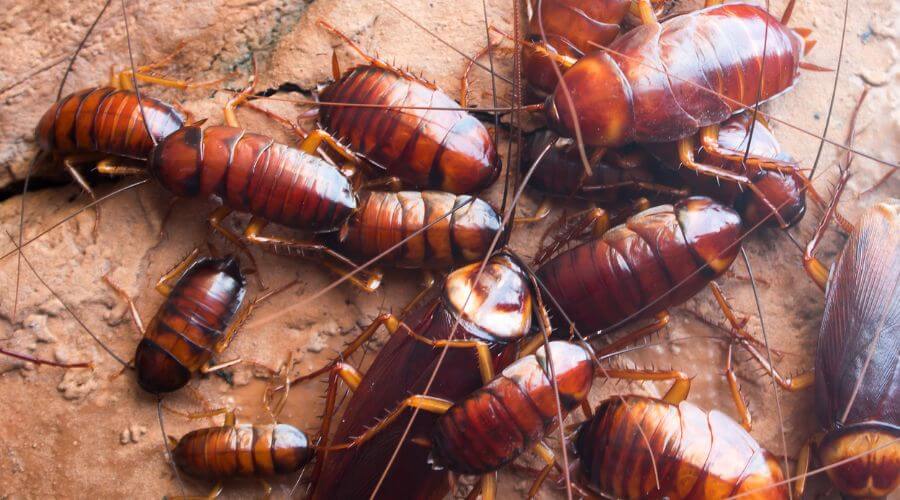 Professional 24 hour pest control services in Montebello